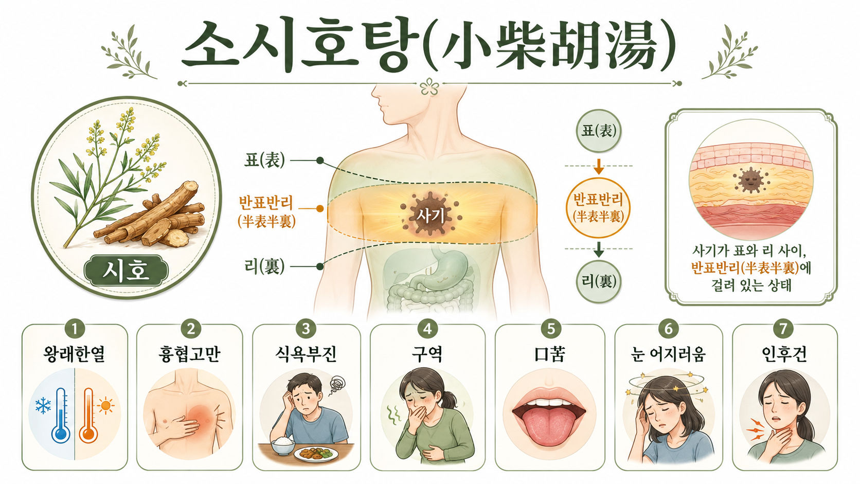 소시호탕 인포그래픽